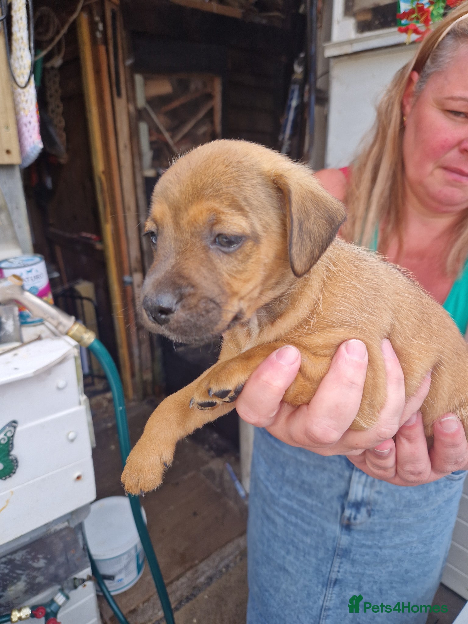 Plummer Terrier dogs for sale: Plummer cross lakeland puppy's  - Advert 4