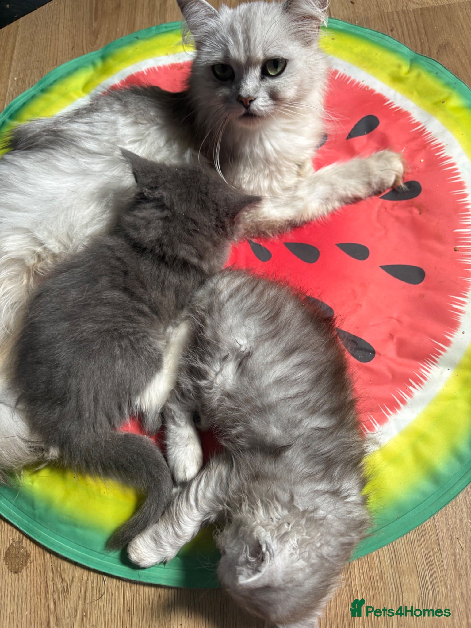 Mixed Breed cats Beautiful cross kittens (3 left)  - Advert 13