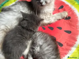 Mixed Breed cats Beautiful cross kittens (3 left) - Advert 5