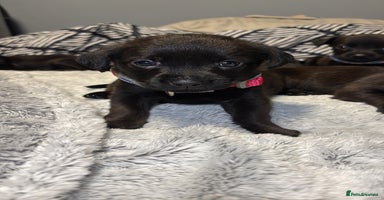 Mixed Breed dogs - Advert 2