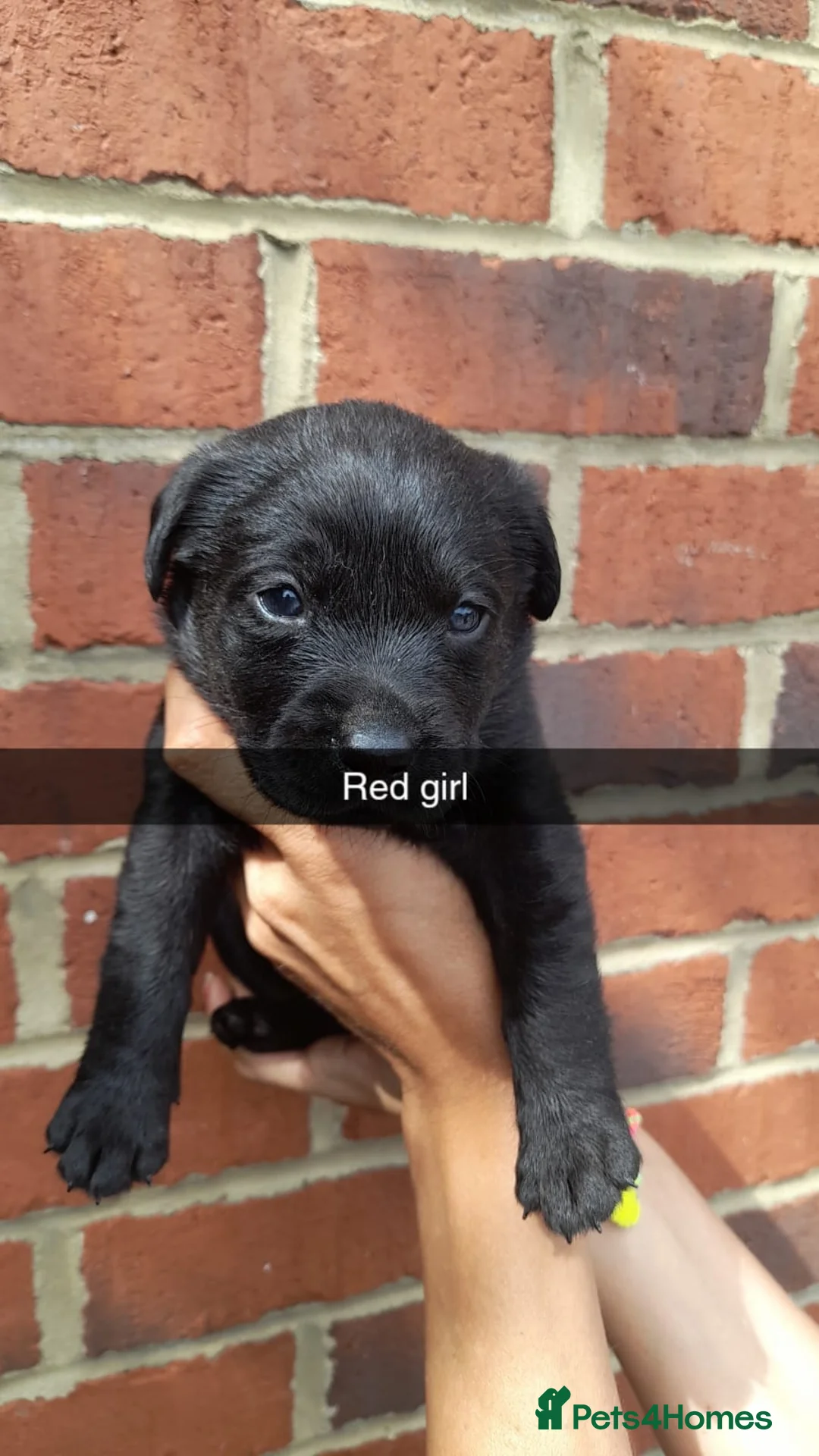 Labrador Retriever dogs for sale:  Only 5  left Litter of beautiful labradors puppys - Advert 2