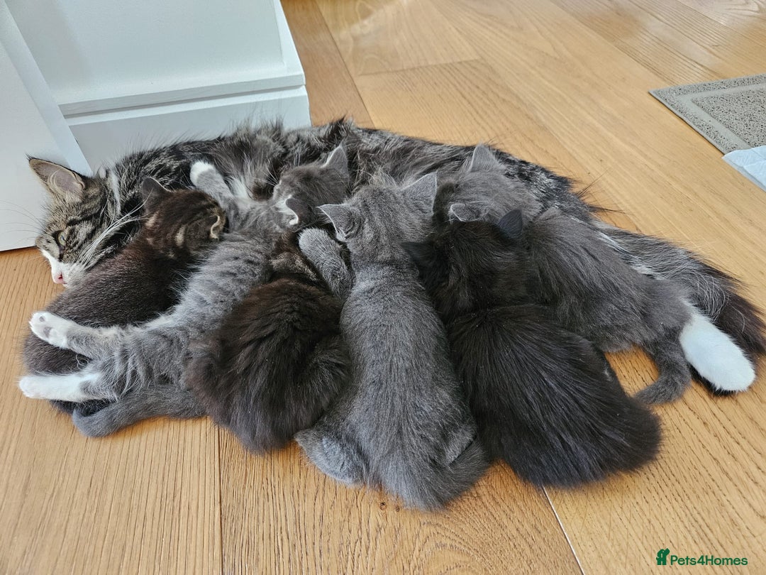 Mixed Breed cats for sale: 5 charming kittens - Image 8