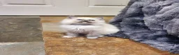 Ragdoll cats for sale: Beautiful GCCF Registered Ragdoll Kittens. - Advert 34