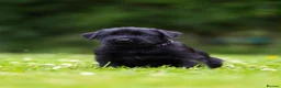 Giant Schnauzer dogs for sale: TRUE QUALITY GIANT SCHNAUZER PUPPIES - Advert 6