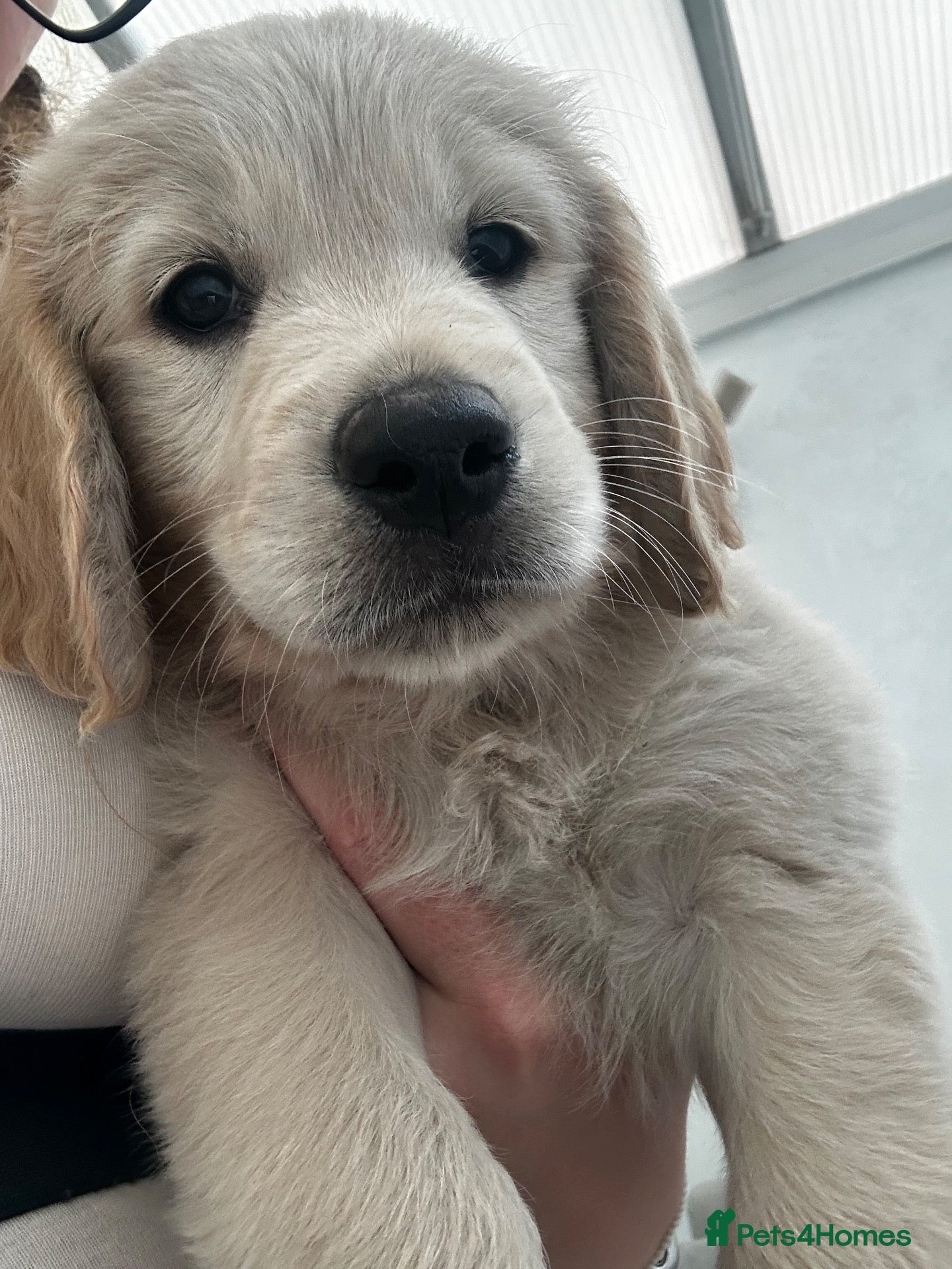 Golden Retriever dogs *3 KC girls ready to leave NOW!* - Advert 1