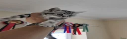 British Shorthair cats for sale: Silver Tabby Kittens, Rare GCCF Show Quality.  - Advert 12