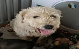 Soft Coated Wheaten Terrier dogs for sale: Soft coated wheaten terriers - Image 2