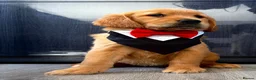Golden Retriever dogs for sale: Ready Now 😊 gorgeous golden retriever puppies  - Advert 23