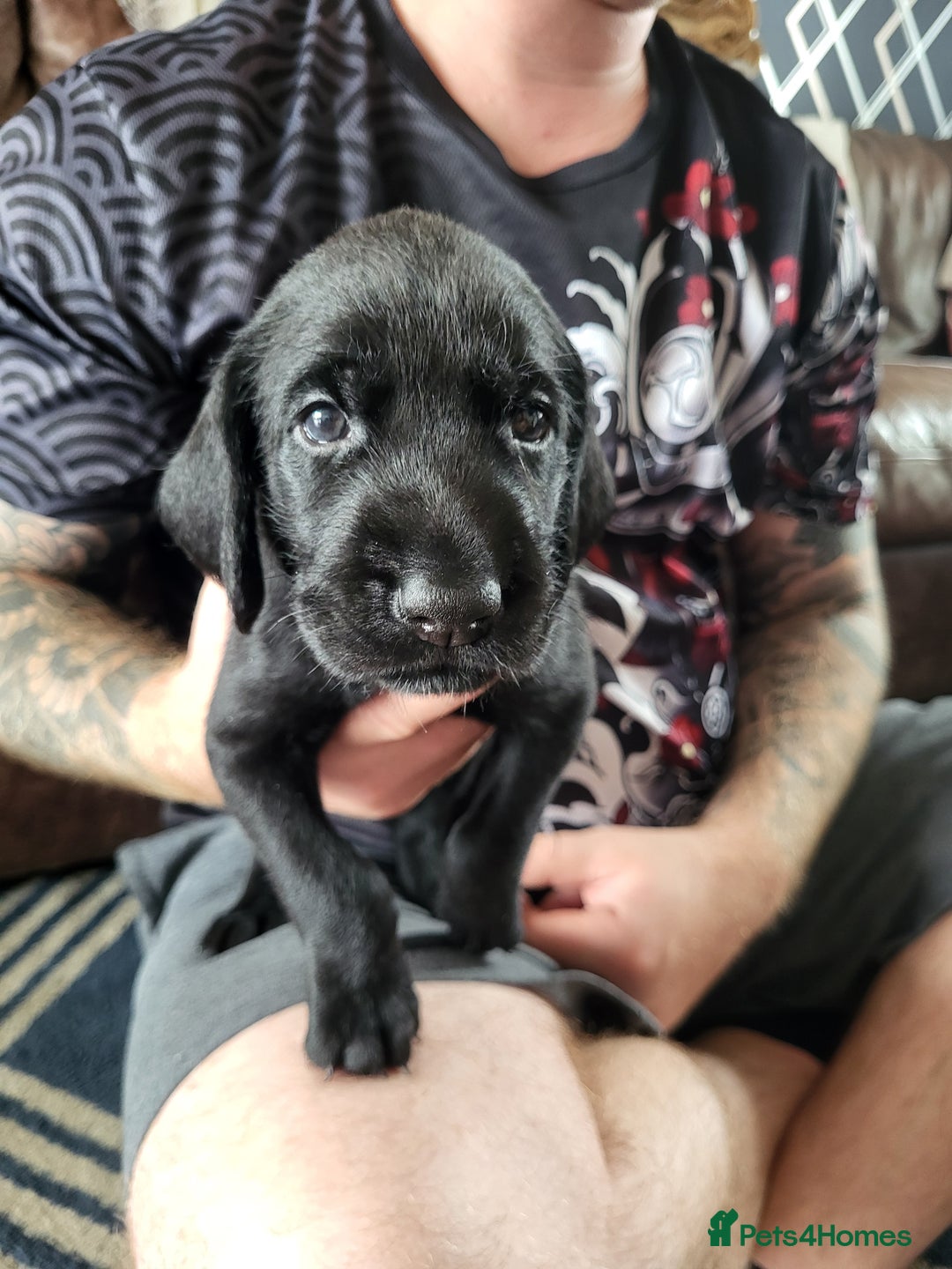 German Wirehaired Pointer dogs for sale: German Wirehaired Pointer puppies! - Image 8
