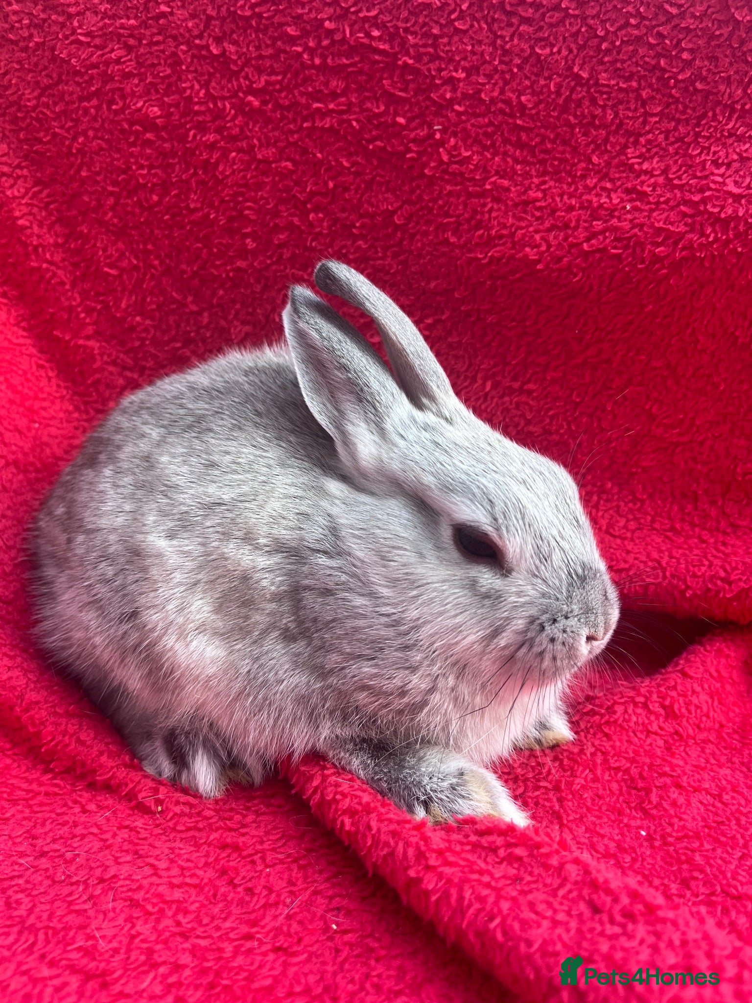 Netherland Dwarf rabbits Netherland dwarf bunnies - Advert 1