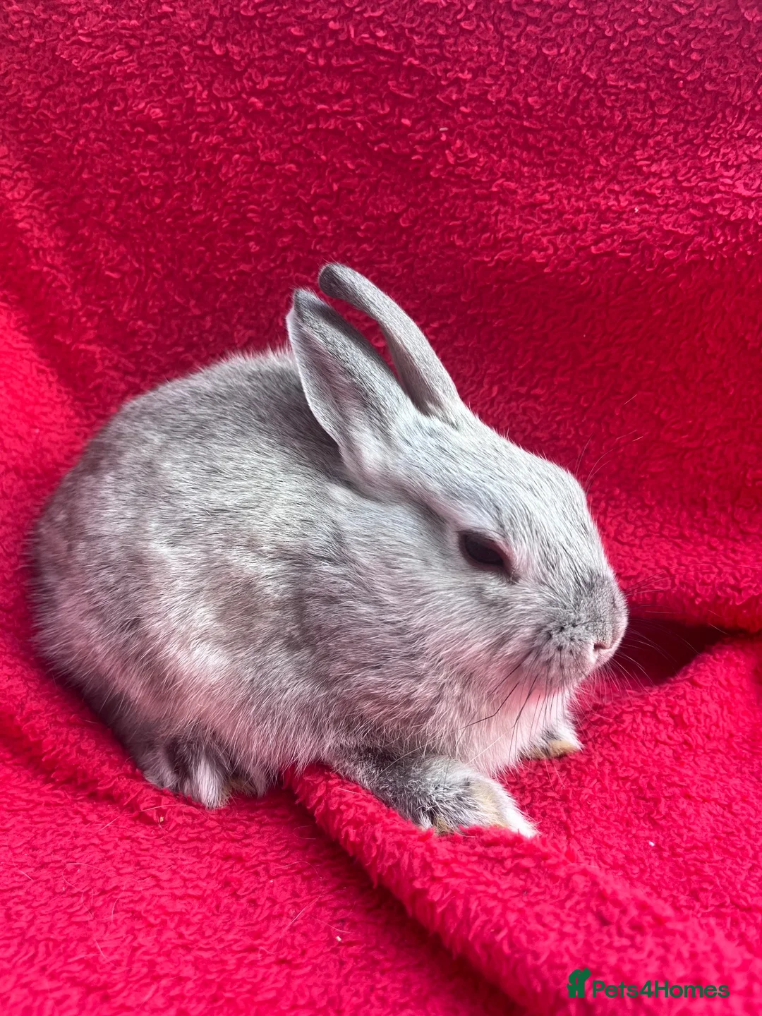 Netherland Dwarf rabbits for sale: Netherland dwarf bunnies - Advert 1