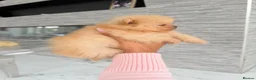 Pomeranian dogs for sale: 🫶🏽 5 BEAUTIFUL POMERANIAN PUPPIES 🫶🏽   - Advert 37