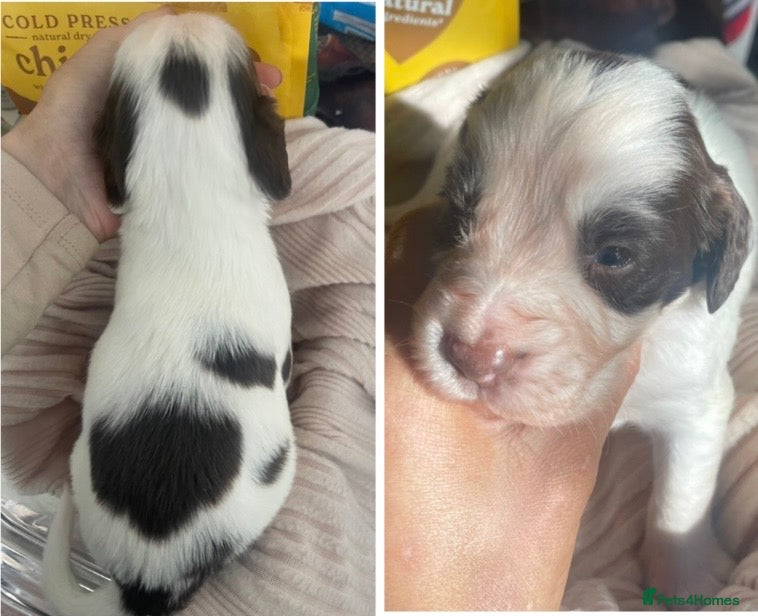 English Springer Spaniel dogs  KC Working Line English Springer Spaniel Puppies  - Advert 10