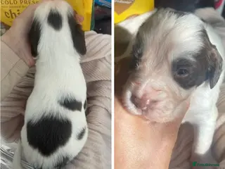 English Springer Spaniel dogs KC Working Line English Springer Spaniel Puppies - Advert 10