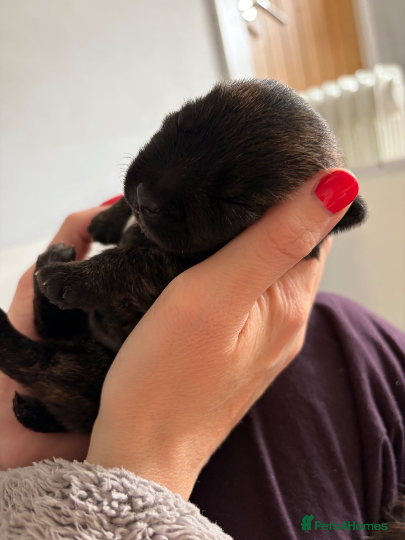Cairn Terrier dogs for sale: Cairn Terrier Puppies in Doncaster - Advert 3