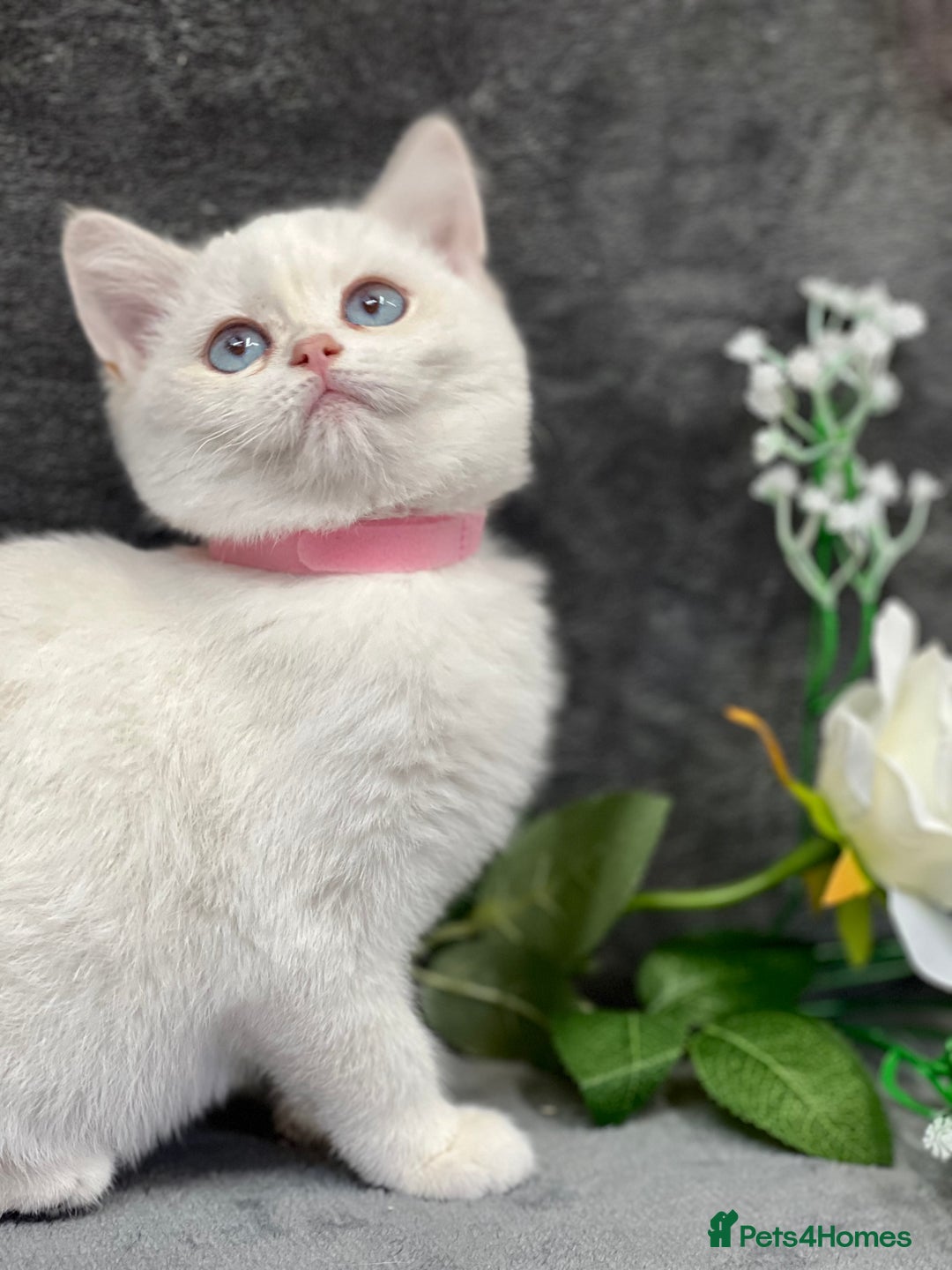 British Shorthair cats for sale: Stunning British shorthair NY 12 kittens - Image 9