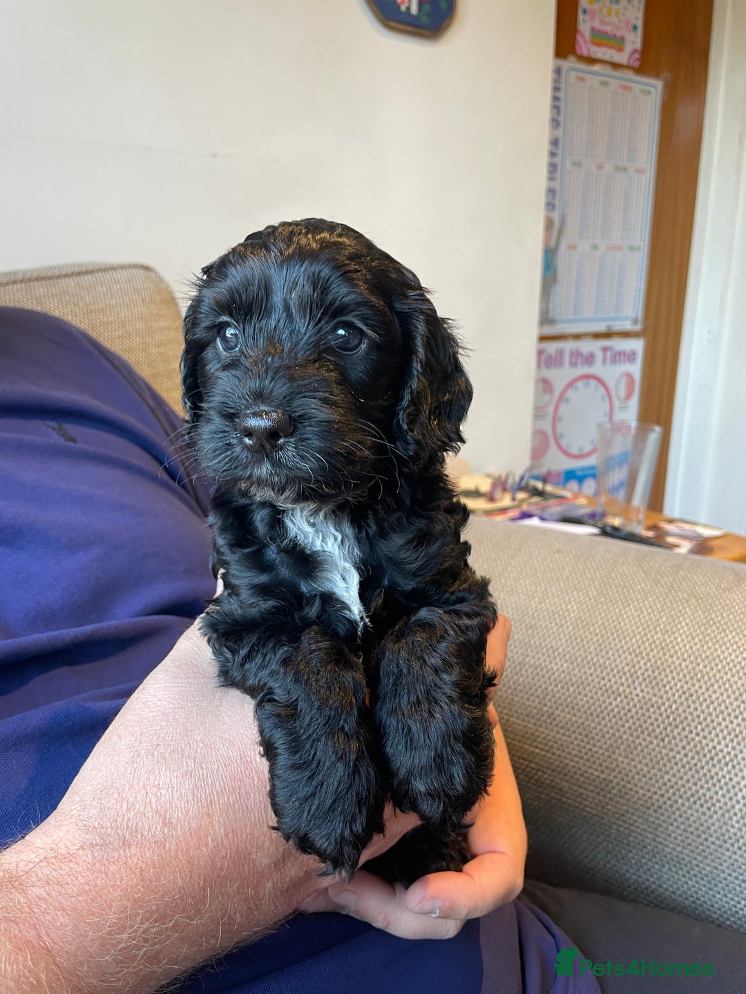 Cockapoo dogs for sale: Show Type F1 Cockerpoos. KC parents & health tests - Image 3