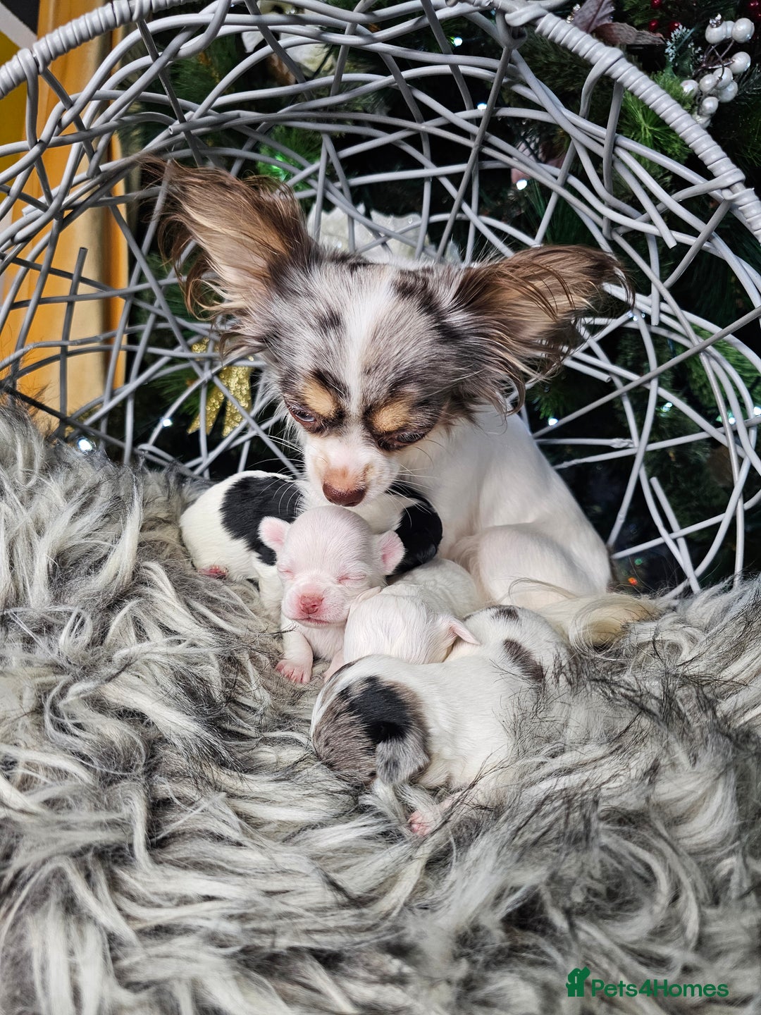 Chihuahua dogs for sale: Russian Chihuahua  - Advert 7