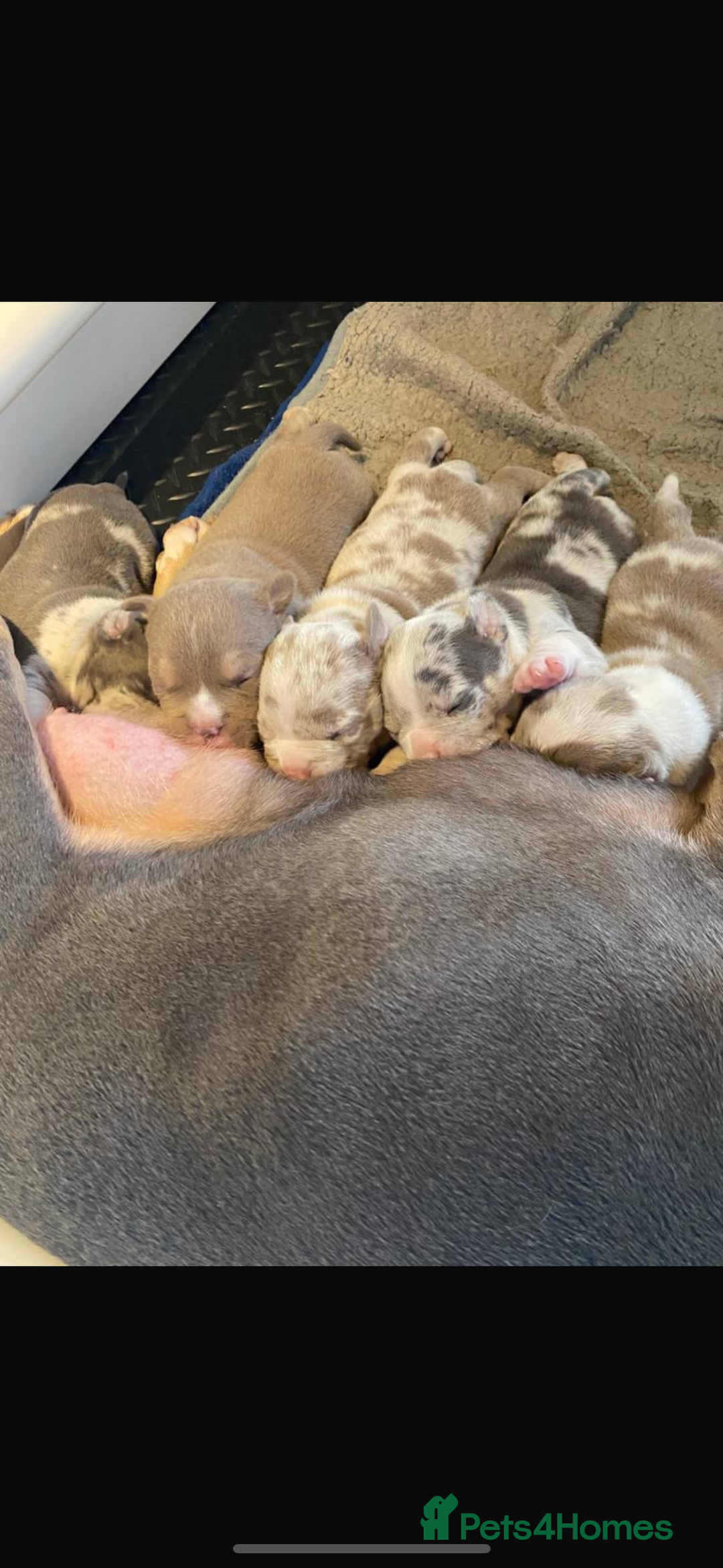 American Bully dogs for stud: ABKC AMERICAN POCKET BULLY - Advert 8