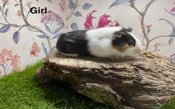 Guinea Pig rodents for sale: Male and female baby guinea pigs  - Image 4