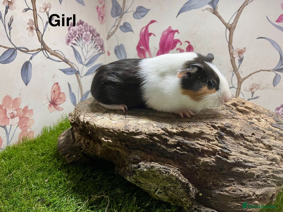 Guinea Pig rodents for sale: Male and female baby guinea pigs  - Image 4