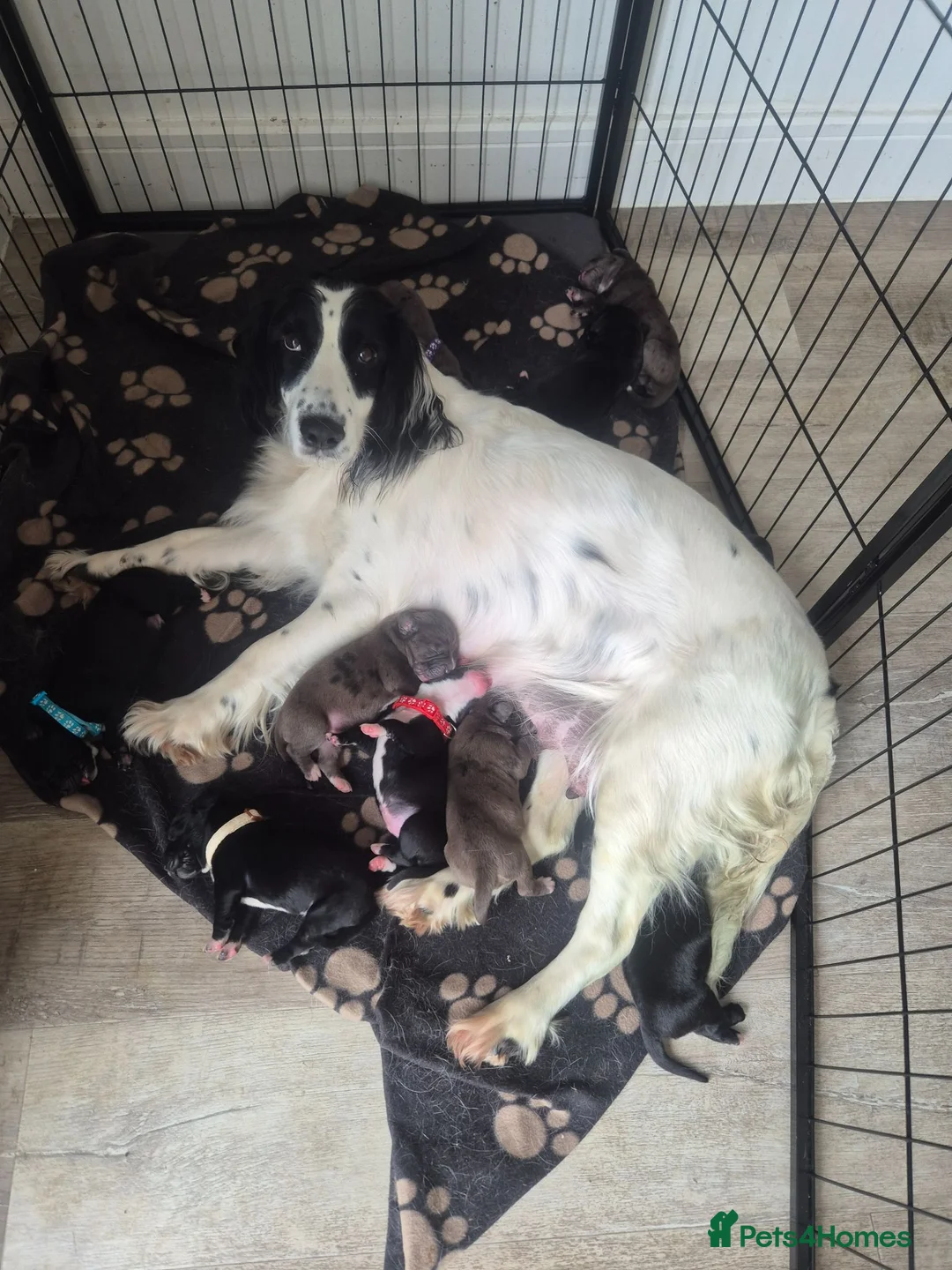 Mixed Breed dogs for sale: Gorgeous springer cross cane corso puppies - Advert 2