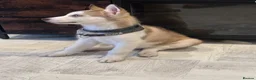 Siberian Husky dogs for sale: Siberian Husky - Advert 3