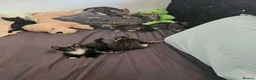 Domestic Shorthair cats for sale: Domestic Shorthair cats in London - Advert 8
