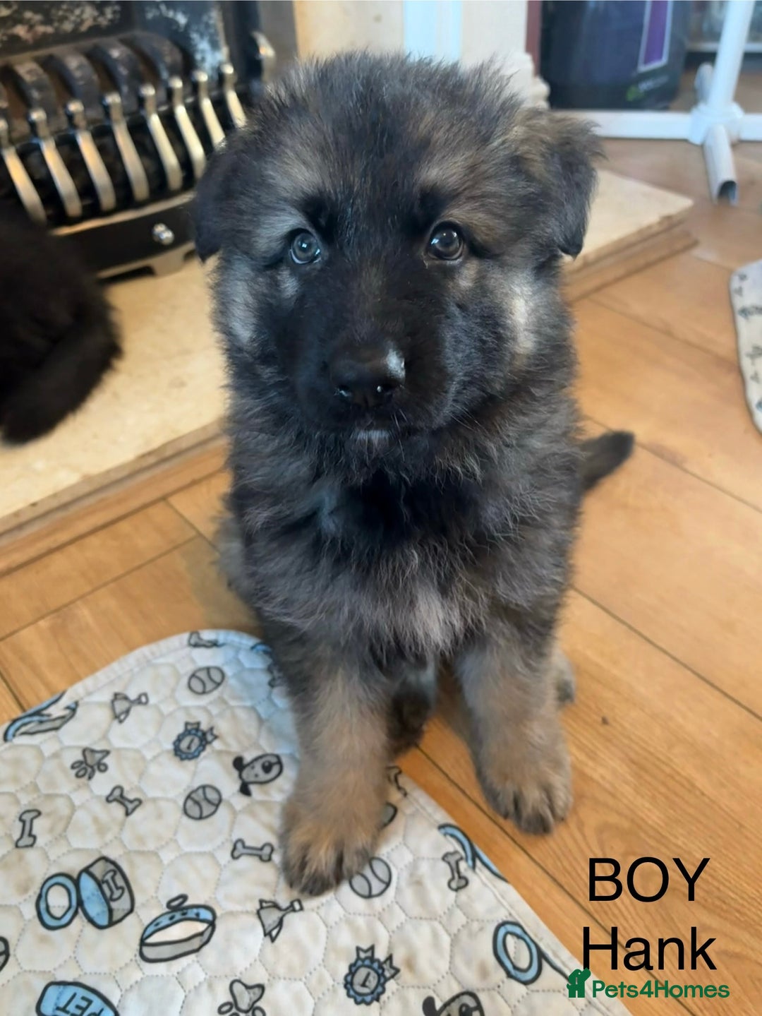 German Shepherd dogs for sale: German Shepherd Puppies - Advert 3