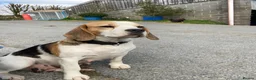 Beagle dogs for sale: Chunky friendly beagles  - Advert 29