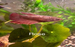Bettas fish for sale: 6x Female Betta - Image 4