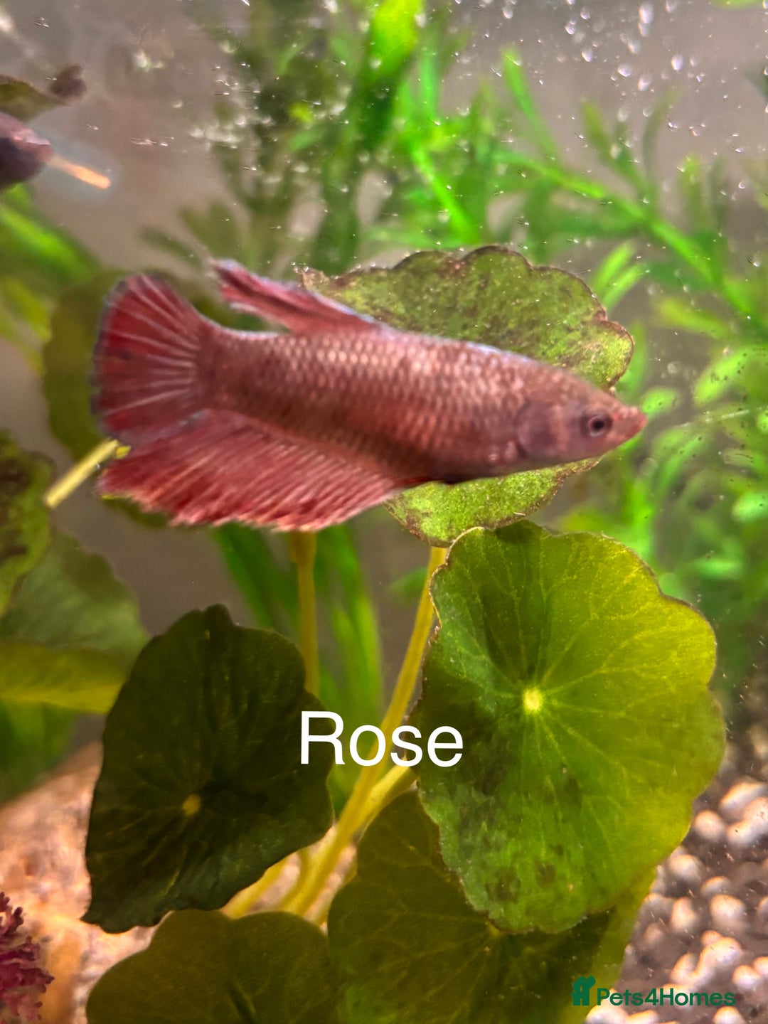 Bettas fish for sale: 6x Female Betta - Image 4