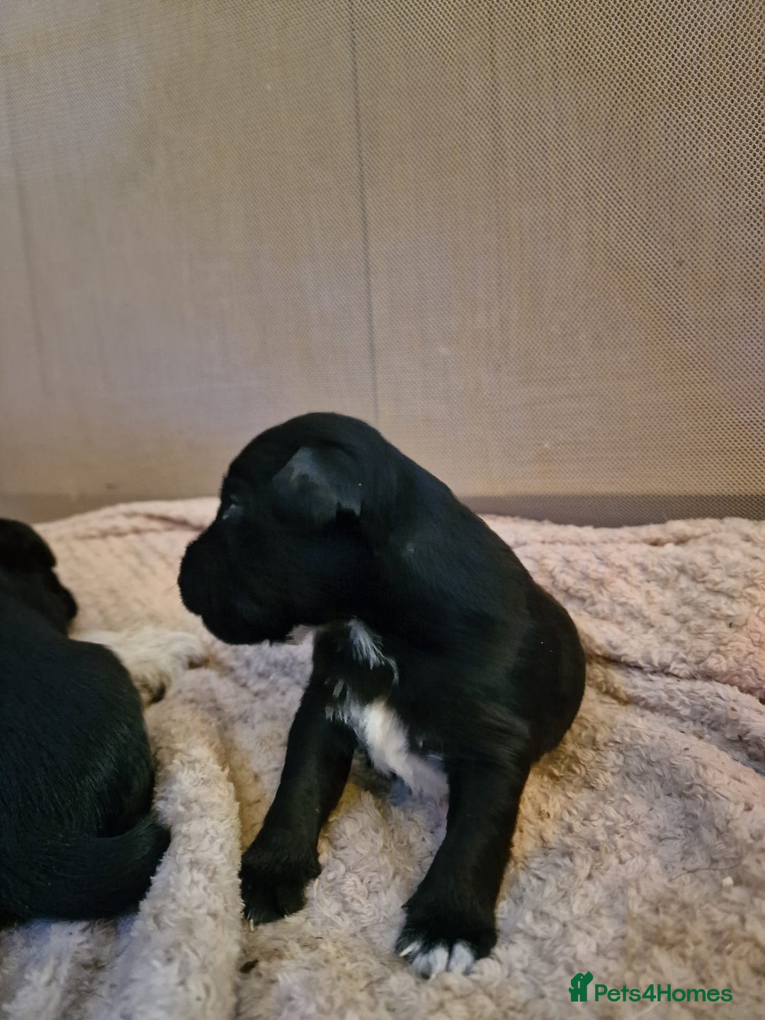 Patterjack dogs for sale: Stunning litter of puppies for sale  - Advert 3