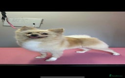 Pomeranian dogs for sale: Pomeranian  - Image 4