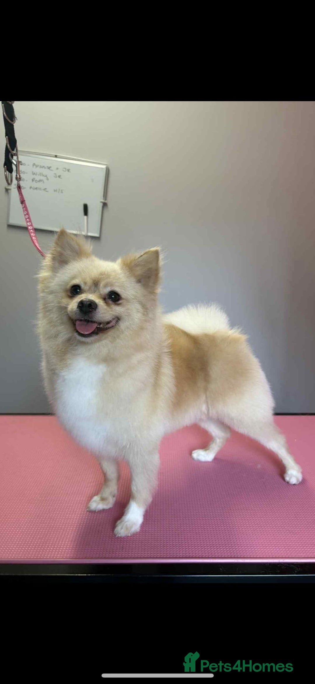 Pomeranian dogs for sale: Pomeranian  - Image 4