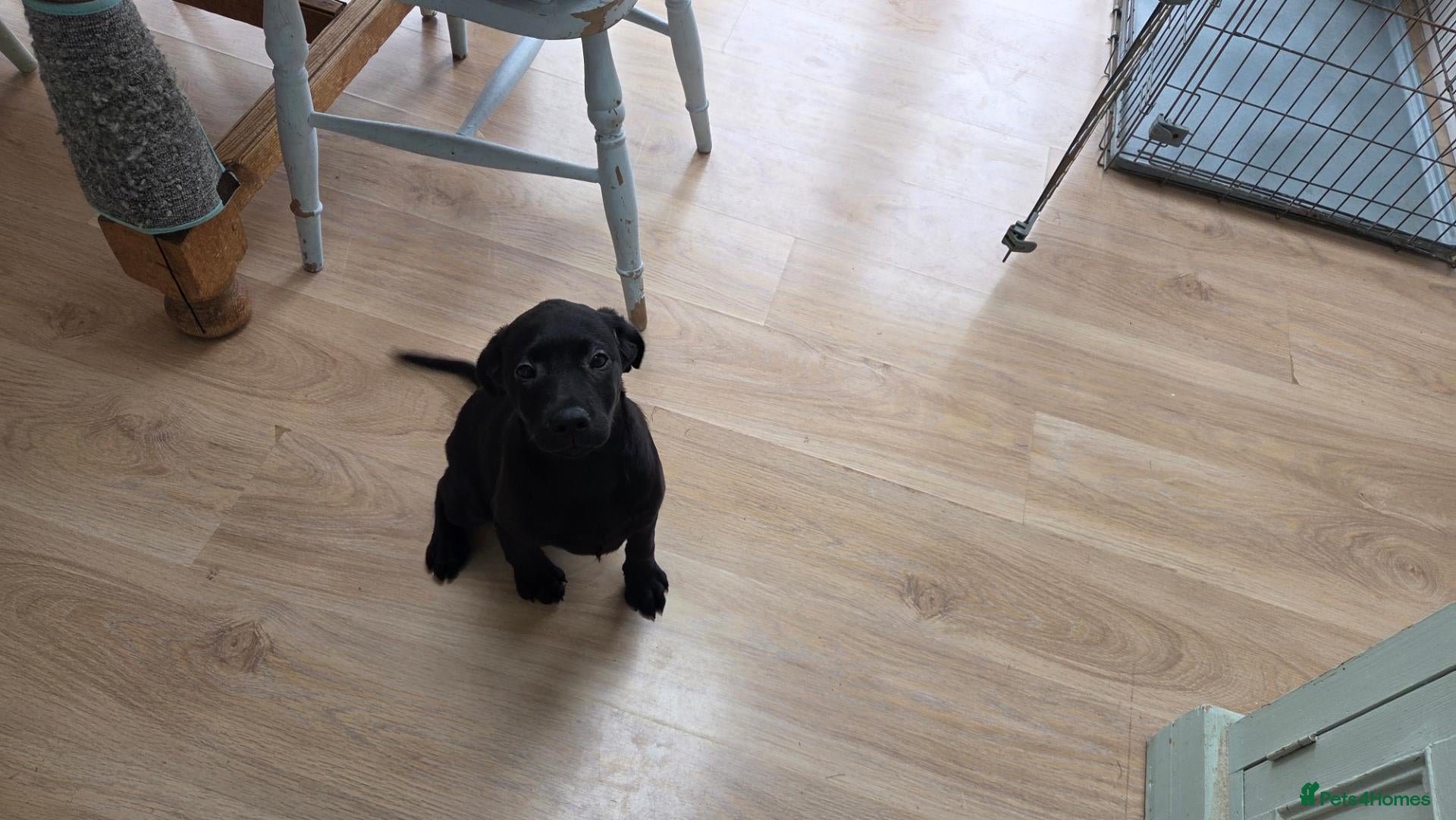 Labrador Retriever dogs  LAbrador Puppies For Sale - Advert 2