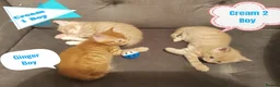 Mixed Breed cats for sale: Adorable kittens are looking for lovely home  - Advert 21