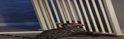Bengal cats for sale: Prince and princesses seeking human slaves - Advert 3