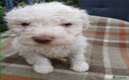 Lagotto Romagnolo dogs for sale: Pedigree Kennel Club Registered Lagotto Romagnolo - Image 7