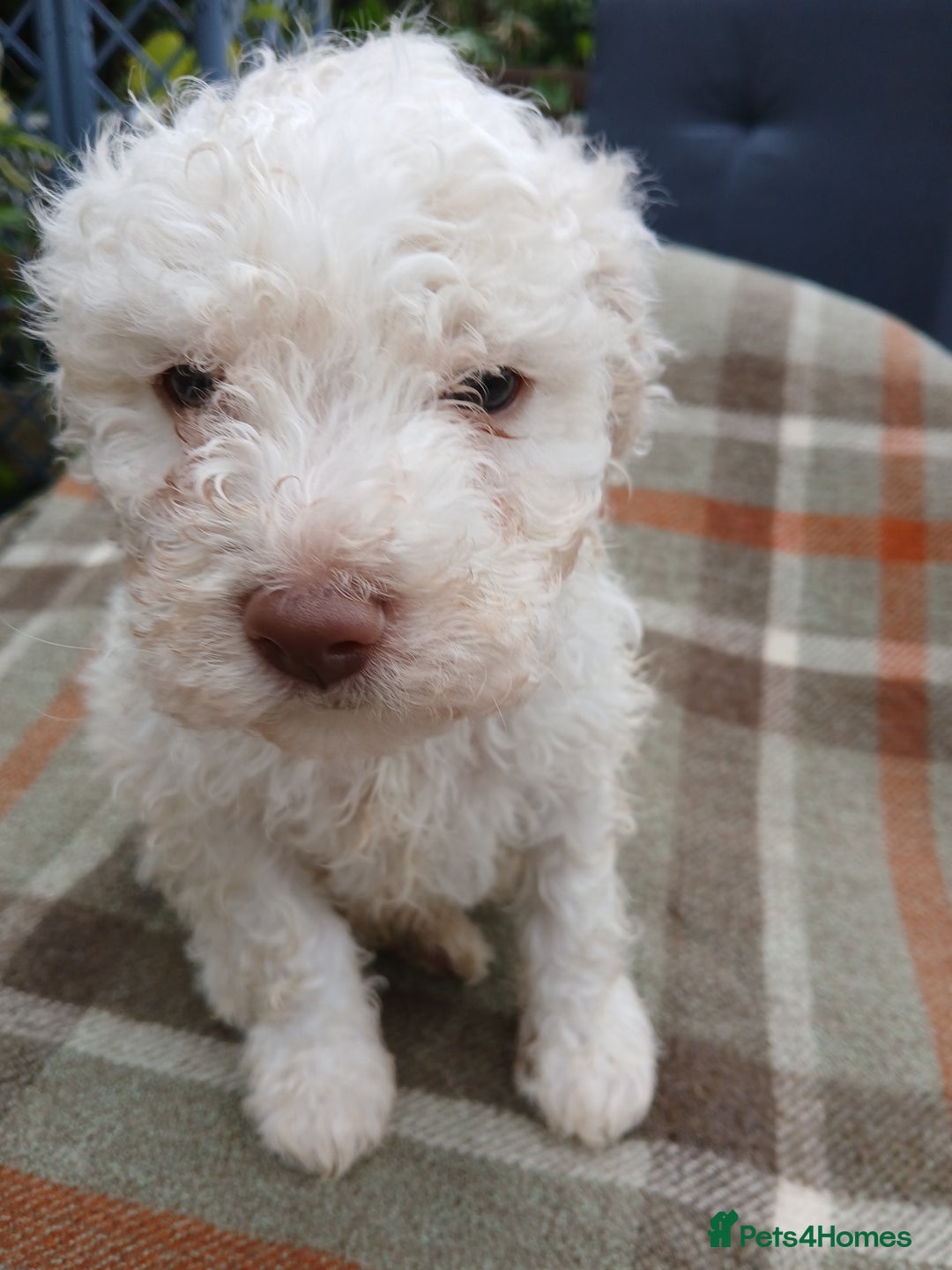 Lagotto Romagnolo dogs for sale: Pedigree Kennel Club Registered Lagotto Romagnolo - Image 7