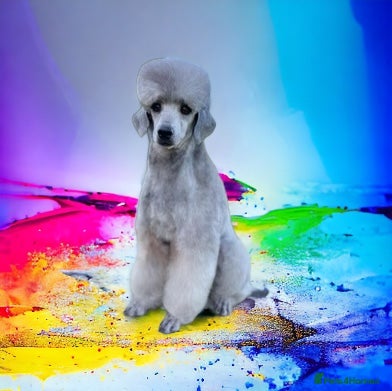 Miniature Poodle dogs RUSSIAN IMPORTED MINI SILVER POODLE STUD in Wigan - Advert 3
