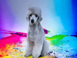 Miniature Poodle dogs in Wigan - Advert 15