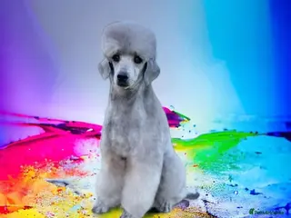 Miniature Poodle dogs RUSSIAN IMPORTED MINI SILVER POODLE STUD in Wigan - Advert 10