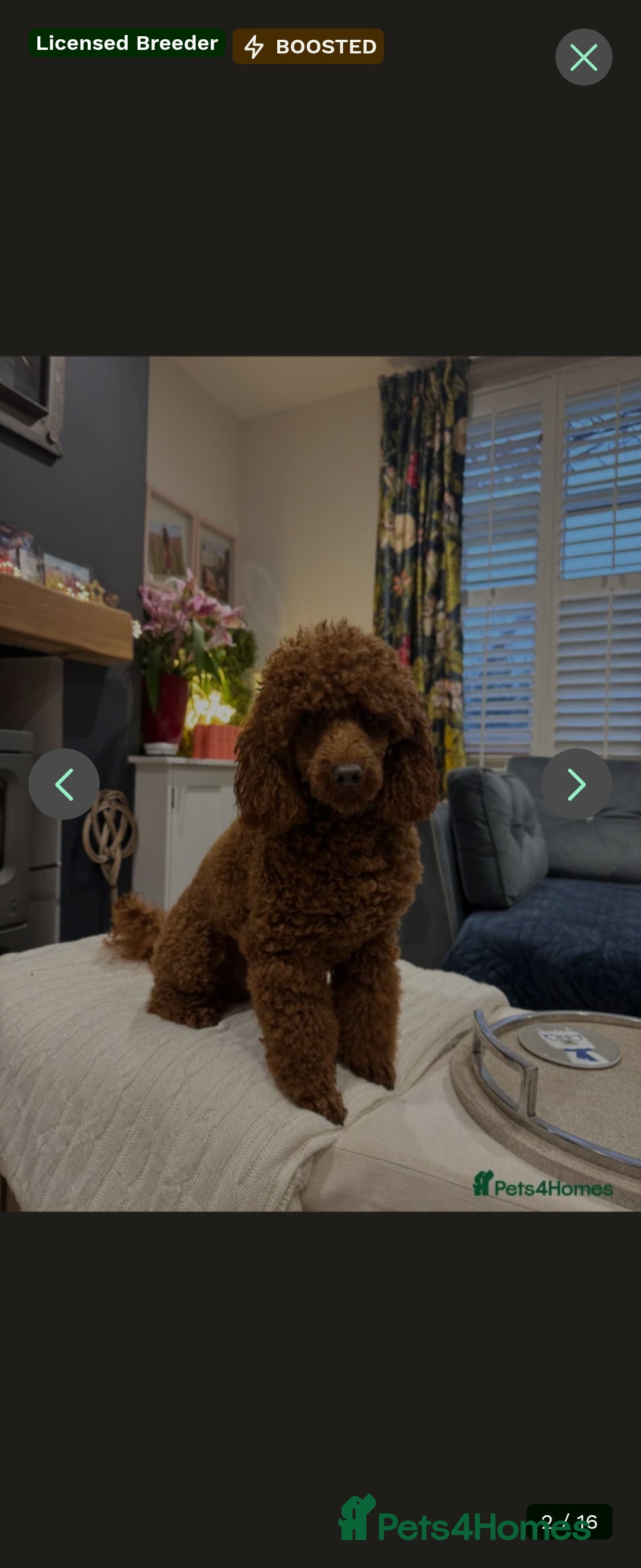 Miniature Poodle dogs KC Registered miniature poodle  - Advert 2