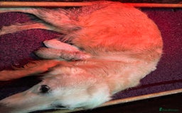 Golden Retriever dogs for sale: Golden Retriever Puppy - Image 1