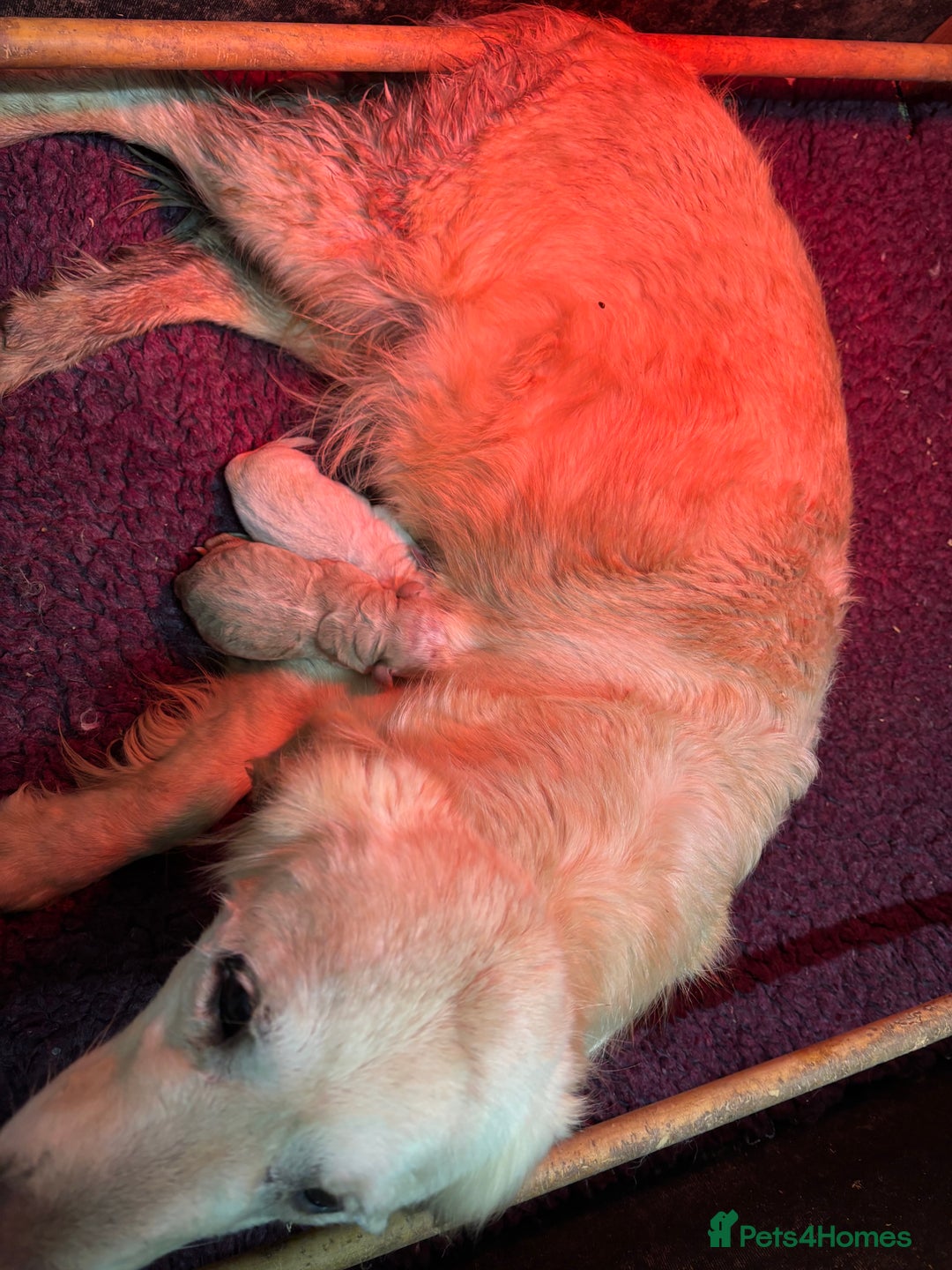 Golden Retriever dogs for sale: Golden Retriever Puppy - Image 1