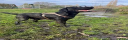 Labrador Retriever dogs for stud: Handsome Black Labrador Stud  in Grantham - Advert 3