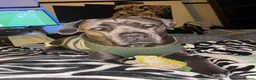 Mixed Breed dogs for sale: XLCane CorsoxBoerboel Pups Ready for Loving Homes in South Croydon - Advert 6