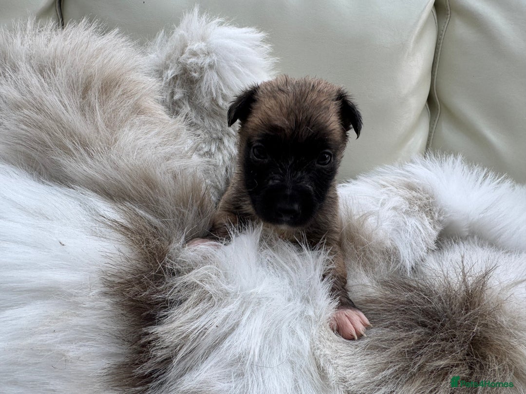 Mixed Breed dogs for sale: 🐾 Beautiful Whippet x Collie Puppies! 🐾 - Image 9