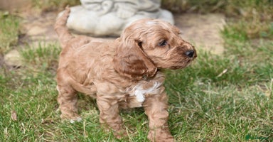 Cockapoo dogs - Advert 16